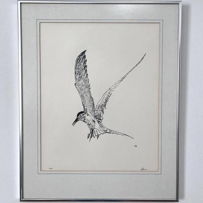 Fine Art Lithograph of a Tern in Flight – Limited Edition, Numbered & Signed "Hoffman"