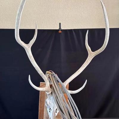 Large Set Mounted Antlers Affixed To Skull Plate With Rope Accent