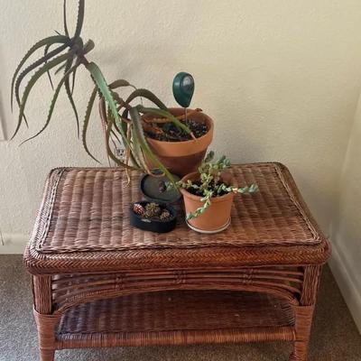 Aloe and Other Succulents 