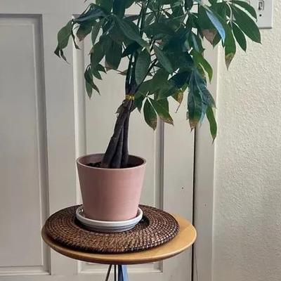 Money Tree (Pachira aquatica) & Tripod Stand 