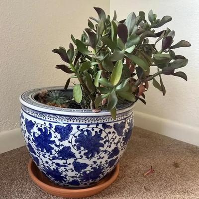 Succulent in Blue/White Planter