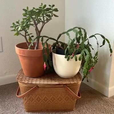 Jade Plant, Christmas Cactus 