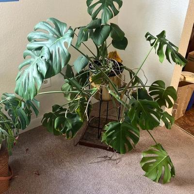Monstera Deliciosa Houseplant--Swiss Cheese Plant LIVE
