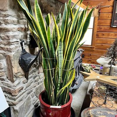 Large Snake Plant (Sansevieria) in Red Ceramic Pot