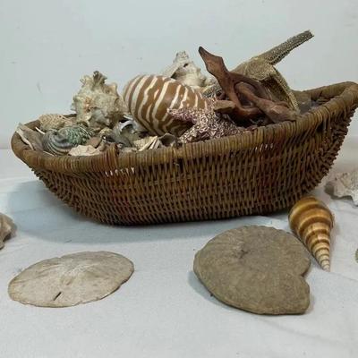 BN289 Seashells By Sea/Ocean #3