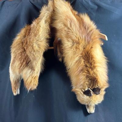 BN683 Red Fox Pelt