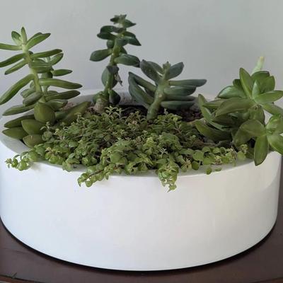 Succulent Planter