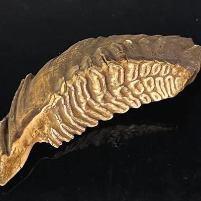 Pleistocene Era Wooly Mammoth Fossilized Molar