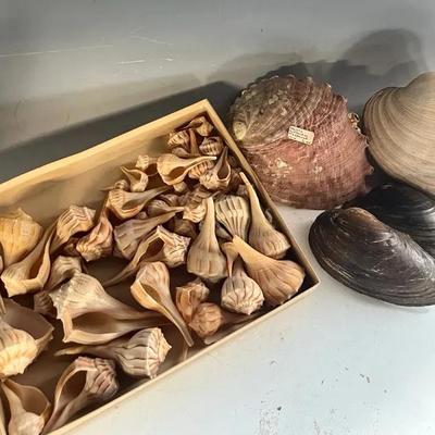 Lighting Whelk Shells, Abalone and Mollusks