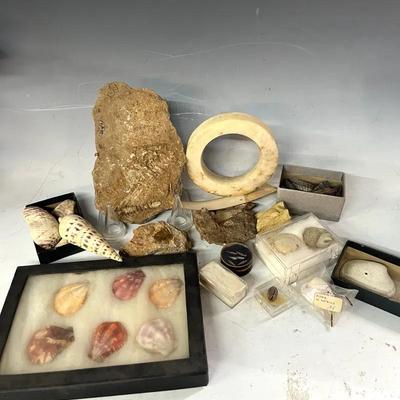 Assorted Shells and Fossils with Solomon Islands Shell Money