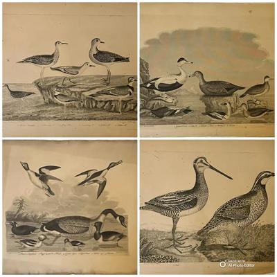1829 Engraved Plates from American Ornithology by Alexander Wilson 