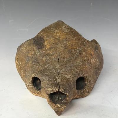 Fossilized Sea Turtle Skull