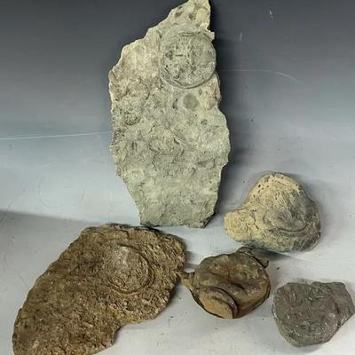 Fossil Group (5) with Weichold Rings