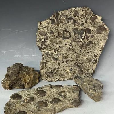 Fossiliferous Limestone Specimens (4)