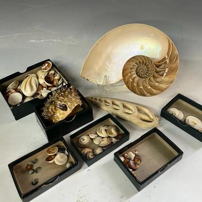 Cross Sectioned Nautilus and Cerithium Shells, Puffer Fish As Is, Turbo Shells