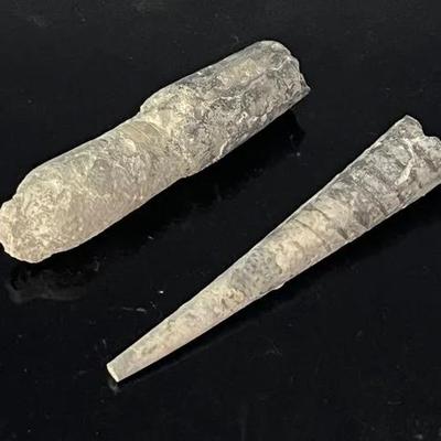 Ancient Fossilized Belemnite Rostrum Specimens 