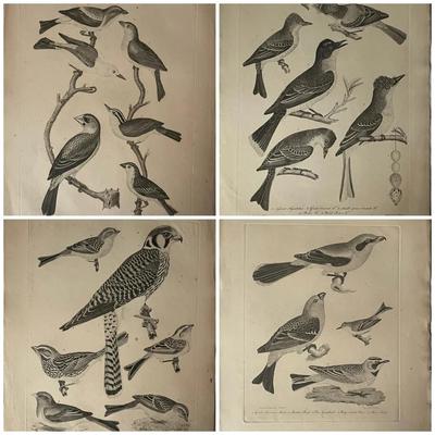 1829 Engraved Plates from American Ornithology by Alexander Wilson 