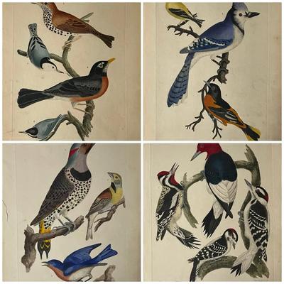 1829 Hand Colored Engraved Plates from American Ornithology by Alexander Wilson 