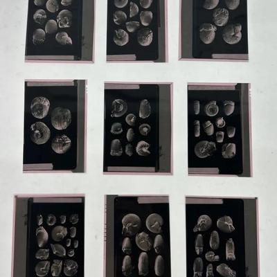 Vintage Scientific Photo Negatives Of Fossils (9)