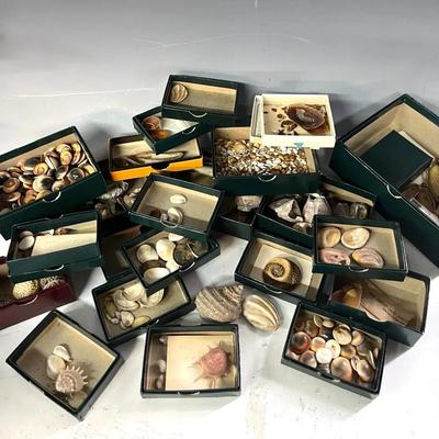 Shell Collection 20+ Boxes with Turbos, Red Cats Eyes, Star Shells