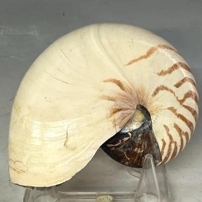 Chambered Nautilus Shell #3