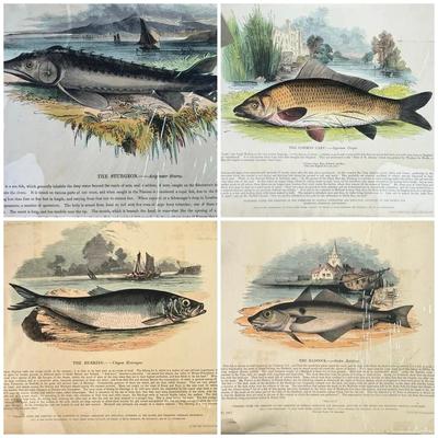 1840s Fish Chromolithographic Plates from Truscott and Clay,Son and Taylor