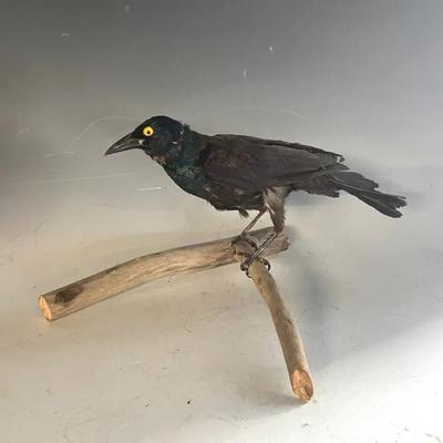 Taxidermied Common Crackle