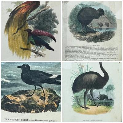 1840s-1860s Natural History Chromolithographic Prints from Truscott and Clay