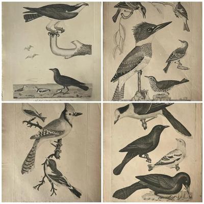 1829 Engraved Plates from American Ornithology by Alexander Wilson 