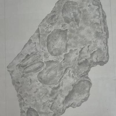 Constance McClure Pencil Drawing of Fossils
