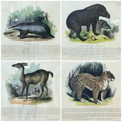 1840s-1860s Natural History Chromolithographic Plates from Clay and Truscott 