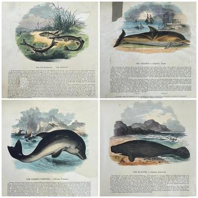 1812-1850 Fish and Aquatic Mammal Chromolithographic Plates (4) from B.Clay and Truscott