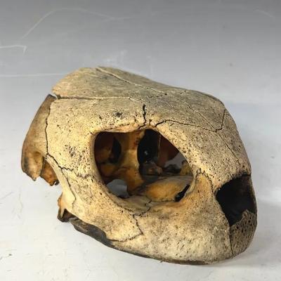 Fossilized Sea Turtle Skull