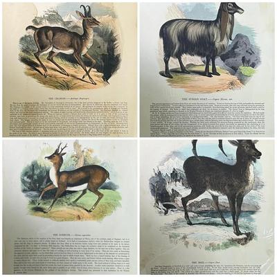1840s Mammal Chromolithographic Plates from Truscott and Clay