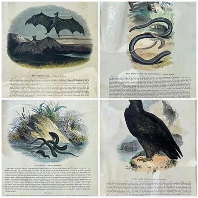 1840s-1860s Natural History Chromolithographic Plates from Clay and Truscott 