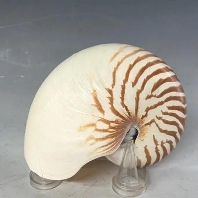 Chambered Nautilus Shell #2