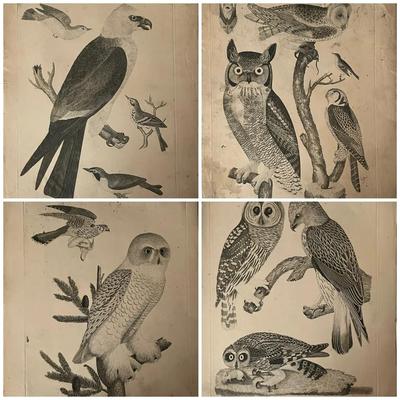 1829 Hand Colored Engraved Plates from American Ornithology by Alexander Wilson 