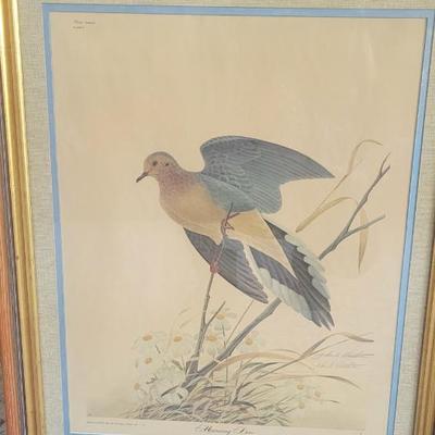 "Morning Dove" Print