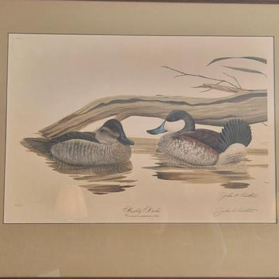 "Ruddy Ducks" print