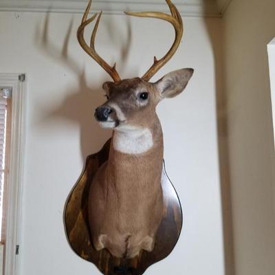 deer trophy mount