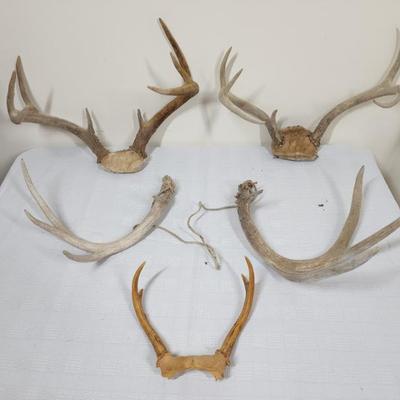 deer antlers