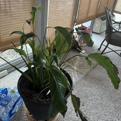 Sale Photo Thumbnail #25