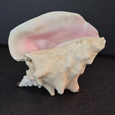 Atlantic Pink Queen Conch (Aliger gigas) Shell - 7½" Long