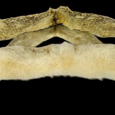 Fur Stoles: Arctic Fox and (possibly) Pine or Fisher Marten