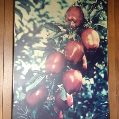 Wenatchee Apple Tree  Print