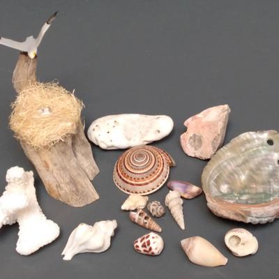 Sea Shells