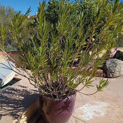 Oleander Plant In Glazed Purple Pot