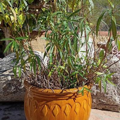 Milkweed Plant In Glazed Pot