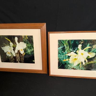 Signed Orchid Photographs