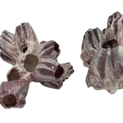 Purple Acorn Barnacle Clusters 